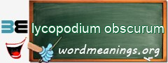 WordMeaning blackboard for lycopodium obscurum